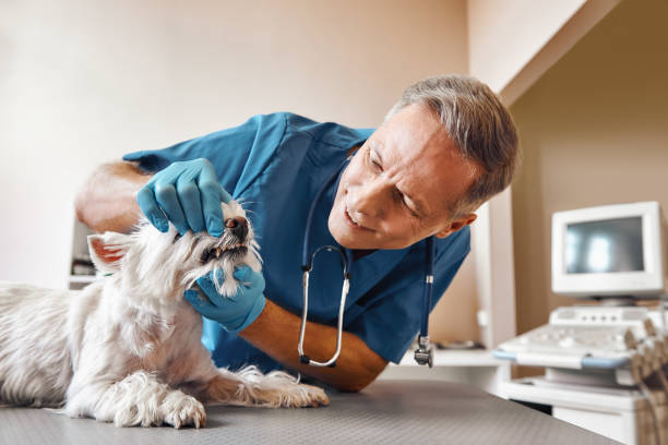Best Dentist for Tooth Abscess  in South Creek, WA